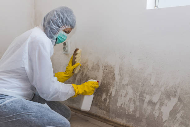 Best Toxic Mold Removal  in Tavares, FL