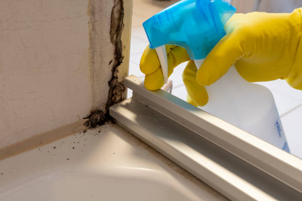 Best Commercial Mold Removal  in Tavares, FL