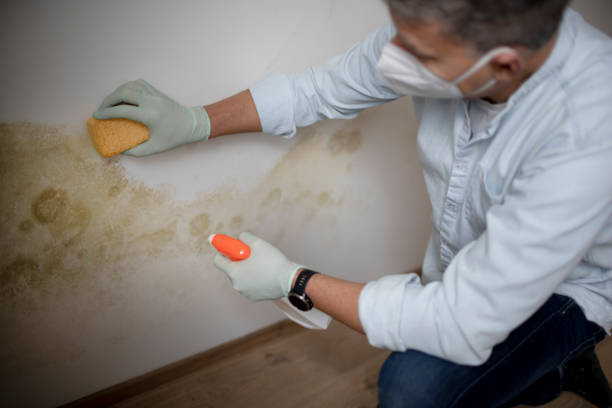 Best Residential Mold Removal  in Tavares, FL