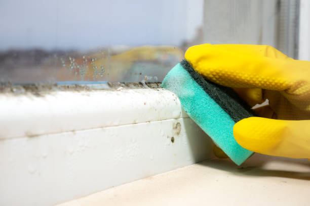 Best Professional Mold Removal  in Tavares, FL