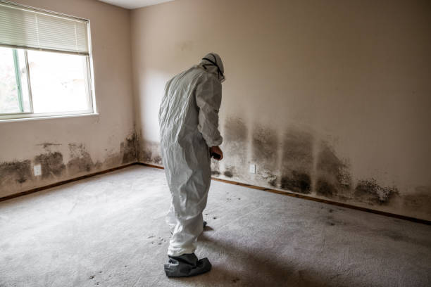 Best Mold Cleaning Services  in Tavares, FL