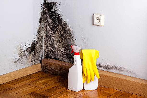 Best Mold Remediation Experts  in Tavares, FL