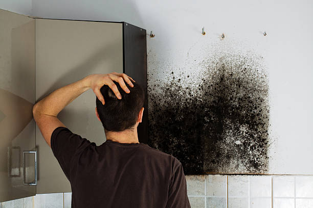 Best Mold Damage Repair  in Tavares, FL